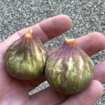 IMG-3494.jpg IMG-3494.jpg