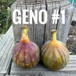 IMG-3493.jpg IMG-3493.jpg