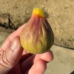 IMG-3492.jpg IMG-3492.jpg