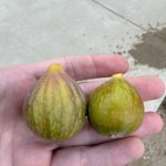 IMG-3490.jpg IMG-3490.jpg