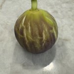 IMG-3525.jpg IMG-3525.jpg