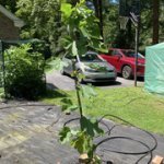 IMG-1667.jpg IMG-1667.jpg