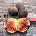 IMG-7750.jpg IMG-7750.jpg