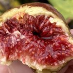 IMG-7686.jpg IMG-7686.jpg