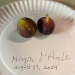 Negra-d-Agde-09192024-1.jpg Negra-d-Agde-09192024-1.jpg