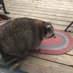 coon.png