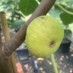 IMG-3362.jpg IMG-3362.jpg