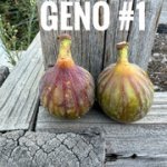 IMG-3222.jpg IMG-3222.jpg