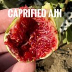 IMG-3028.jpg IMG-3028.jpg