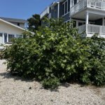 IMG-7790.jpg IMG-7790.jpg