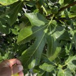 IMG-7795.jpg IMG-7795.jpg