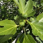 IMG-7798.jpg IMG-7798.jpg