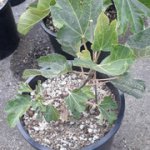 20241007-181802.jpg 20241007-181802.jpg