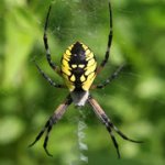 black-and-yellow-spider-featured-2619776475.jpg