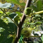 Figs-10192024-3.jpg