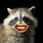 raccoon-teeth.jpg