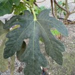 IMG-4418.jpg IMG-4418.jpg