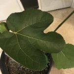 leaf.jpg