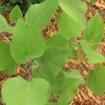 fig-leaves.jpg