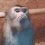 monkey-frown-1790469799.gif