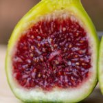 GGoblinr6kq1319.jpg GGoblinr6kq1319.jpg