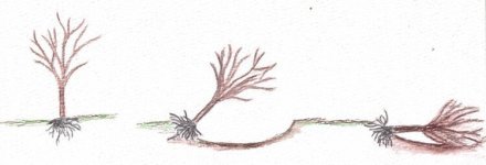 trench-bury-fig-tree.jpg trench-bury-fig-tree.jpg