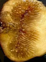 IMG_1027.jpeg
