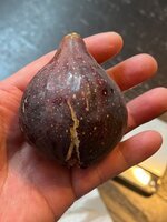 IMG_1084.jpeg