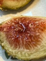 IMG_1146.jpeg