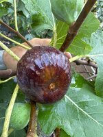 IMG_5348.jpeg IMG_5348.jpeg