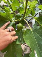 IMG_1921.jpeg