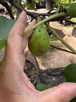 IMG_5353.jpeg