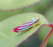IMG_4256.jpeg