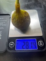 IMG_1177.jpeg