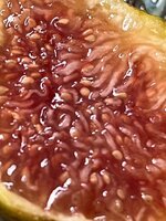 IMG_1180.jpeg