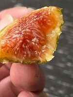 IMG_1181.jpeg