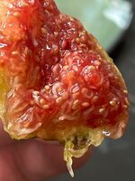 IMG_1182.jpeg