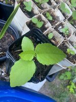 IMG_2369.jpeg