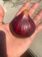 IMG_2319.jpeg