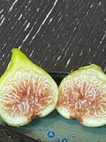 IMG_1231.jpeg