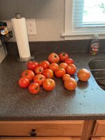 IMG_2537.jpeg