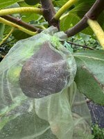 IMG_5409.jpeg