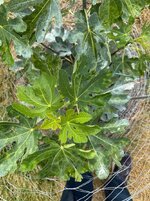 fig bud mites.jpg