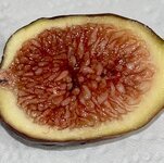 IMG_2654.jpeg