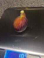 IMG_2652.jpeg