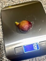 IMG_2651.jpeg