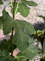 IMG_2648.jpeg