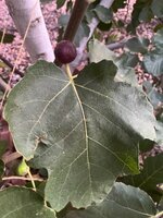 IMG_2647.jpeg