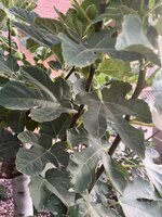 IMG_2646.jpeg