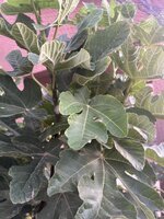 IMG_2645.jpeg